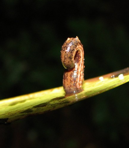 Leech dance.